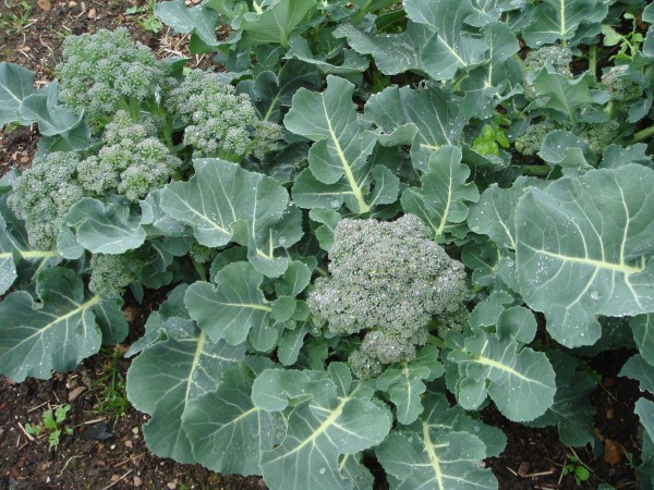 organic broccoli growing at Yummy Gardens Melbourne