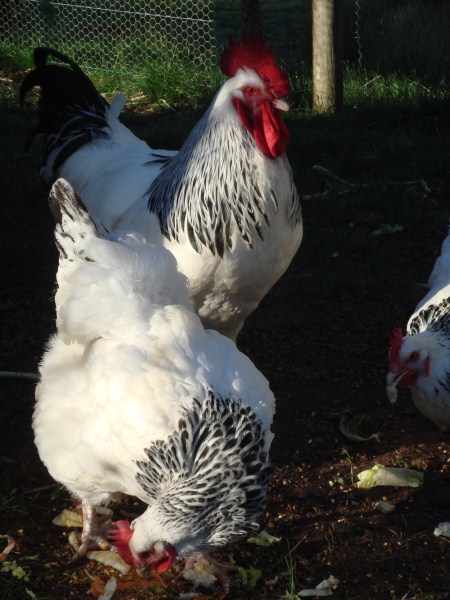our light sussex chooks