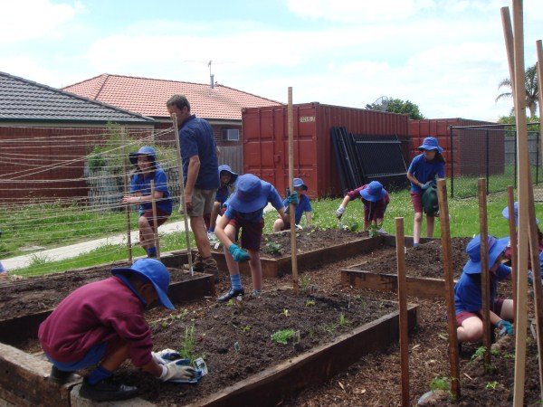 planting out school veggie patch by Yummy Gardens Melbourne