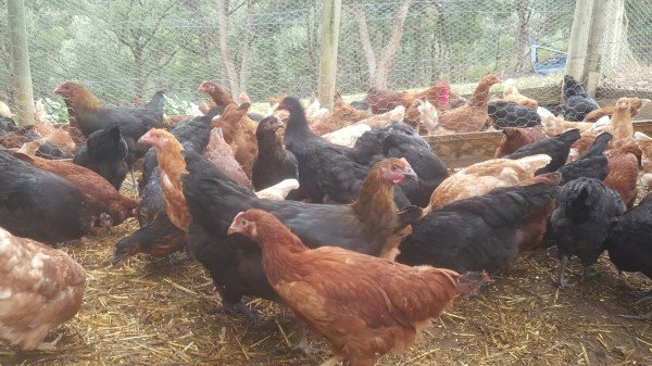 Point of lay chickens for sale at Yummy Gardens Melbourne