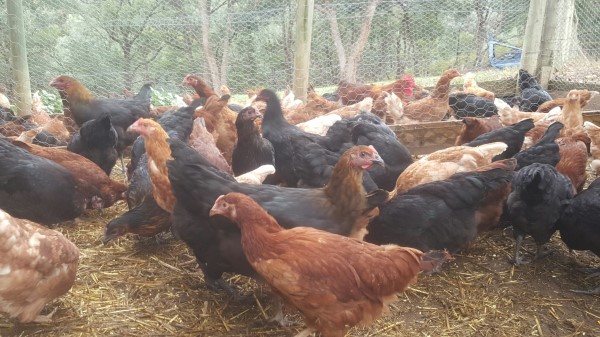 Point of lay chickens for sale at Yummy Gardens Melbourne