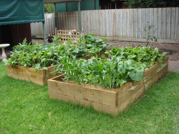 raised veggie beds 1 month after planting by Yummy Gardens Melbourne