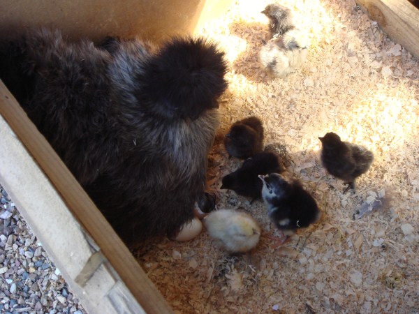 silkie with chickens hatching