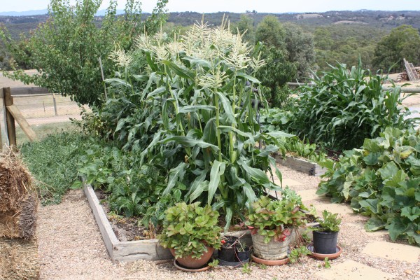 summer veggies by Yummy Gardens Melbourne