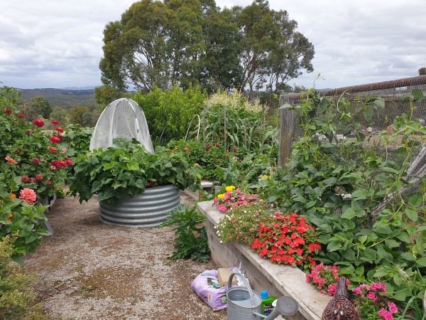 Veggie Garden Yummy Gardens Melbourne