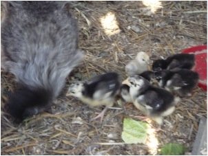australorp chicks