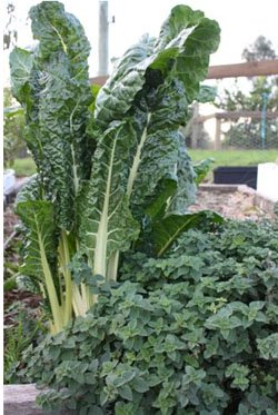 autumn vegetable garden