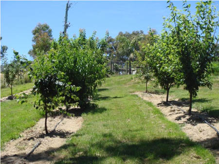 backyard orchard - apple tree