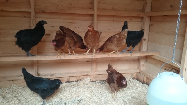 Crossbred hens in their new chookhouse built by Yummy Gardens Melbourne