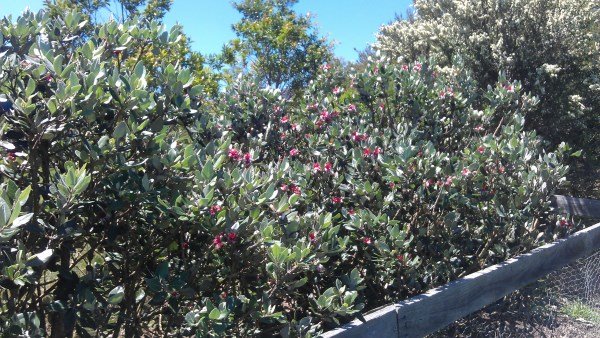Feijoa bushes in flower at Yummy Gardens Melbourne