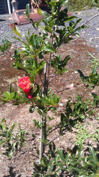 1st pomegrante on a young tree at Yummy Gardens Melbourne