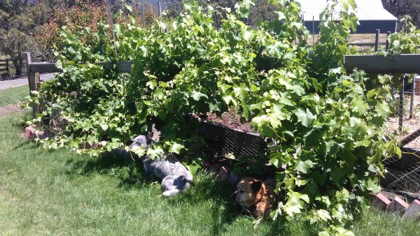 Grapevine growing crazy at Yummy Gardens Melbourne