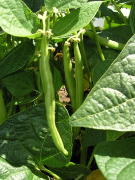 growing green beans