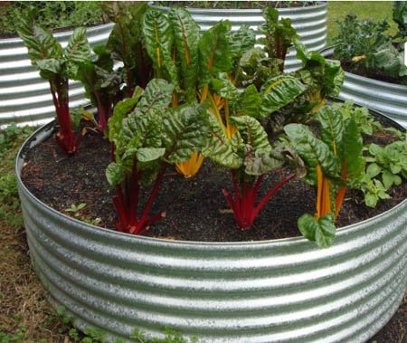 growing vegetables in earth rings by Yummy Gardens Melbourne