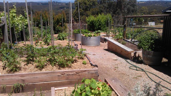 our vegetable garden at Yummy Gardens Melbourne