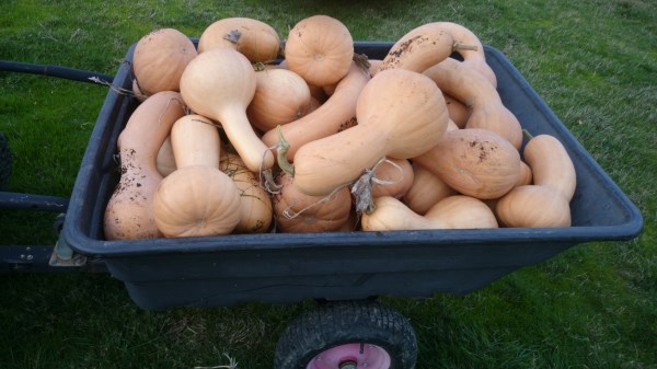 Our pumpkin harvest at Yummy Gardens Melbourne