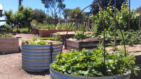 raised bed veggie garden at Yummy Gardens Melbourne