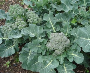 spring vegetable garden