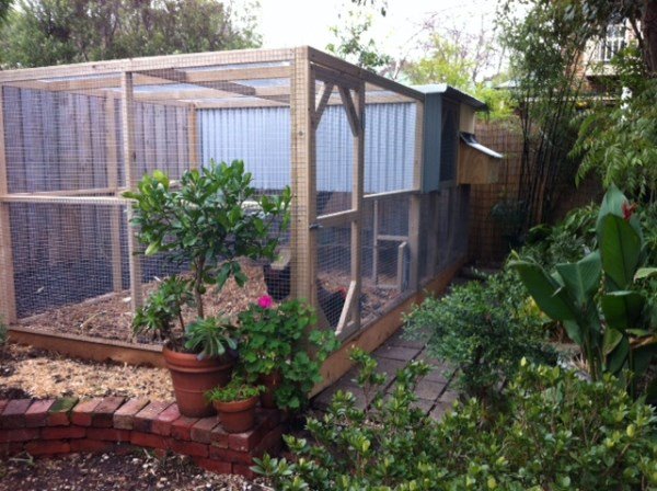 Suburban backyard chook house with secure run by Yummy Gardens Melbourne