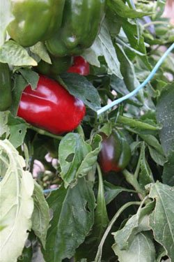 beautiful home grown capsicums at Yummy Gardens Melbourne