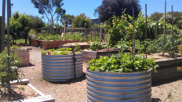 Veggie Garden Yummy Gardens Melbourne