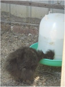 water for chooks