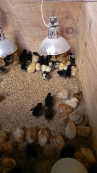 Various young pure bred chickens in their brooding box at Yummy Gardens Melbourne