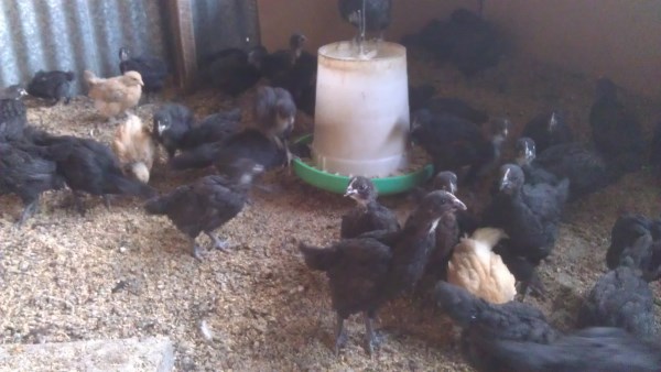 Young crossbred chicks at Yummy Gardens Melbourne
